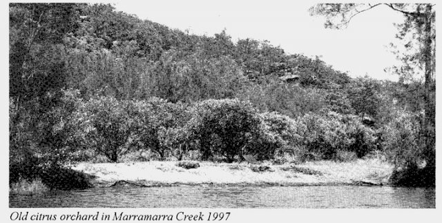 Marramarra Creek Orchard